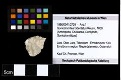 Foto (Objekt + Etiketten) von Goniodromites bidentatus (Reuss, 1859) 